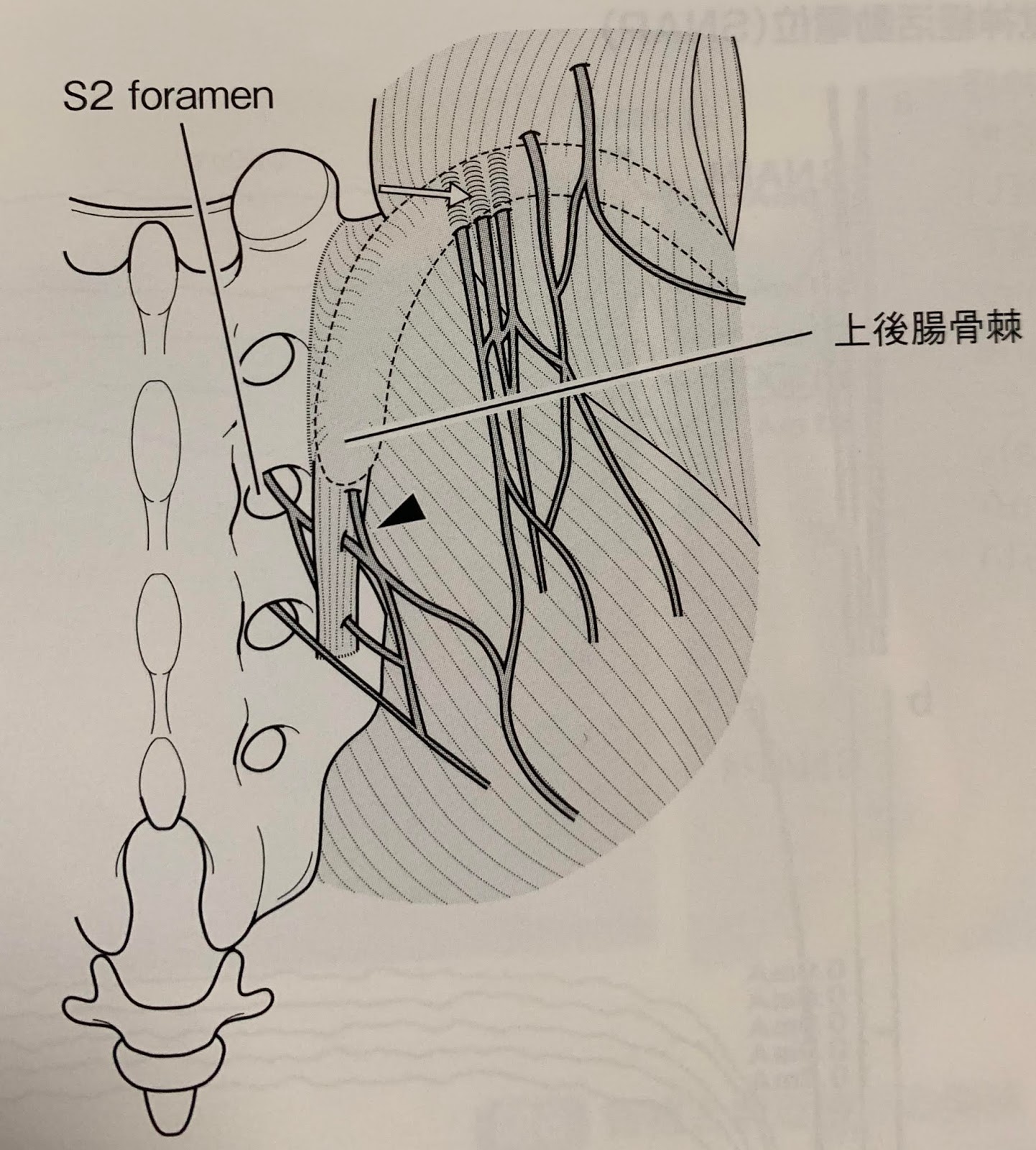 骨格・筋肉のスペシャリストが伝授 多角的アプローチ腰痛施術法